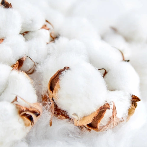 A close-up image of cotton blossoms with a focus on their fluffy white texture.