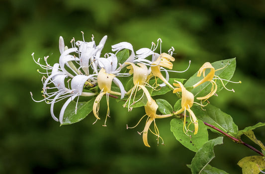 A close-up image of a honeysuckle jasmine flower with white petals and yellow centers, surrounded by green leaves.