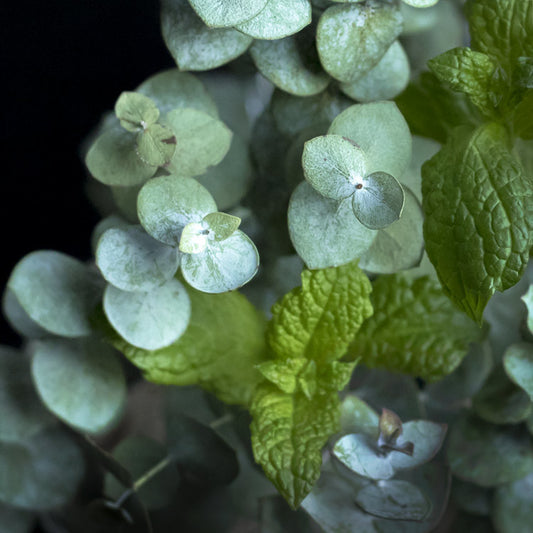 Close-up of eucalyptus leaves with a focus on their round shape and green color.