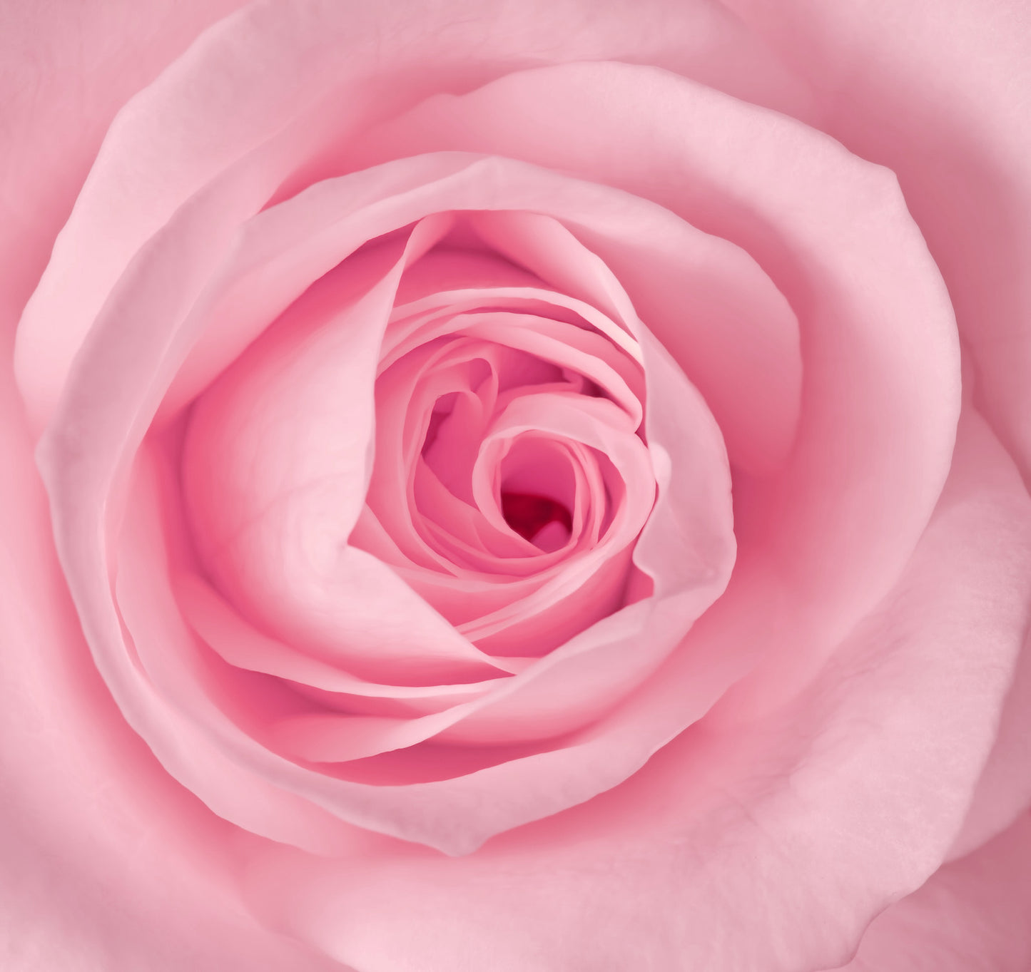 Close-up image of a pink rose petal with a blurred background.