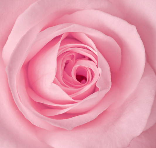 Close-up image of a pink rose petal with a blurred background.