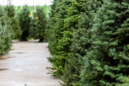 Christmas Trees