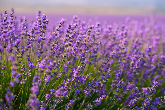 A field of purple lavender plants with fully bloomed flowers.